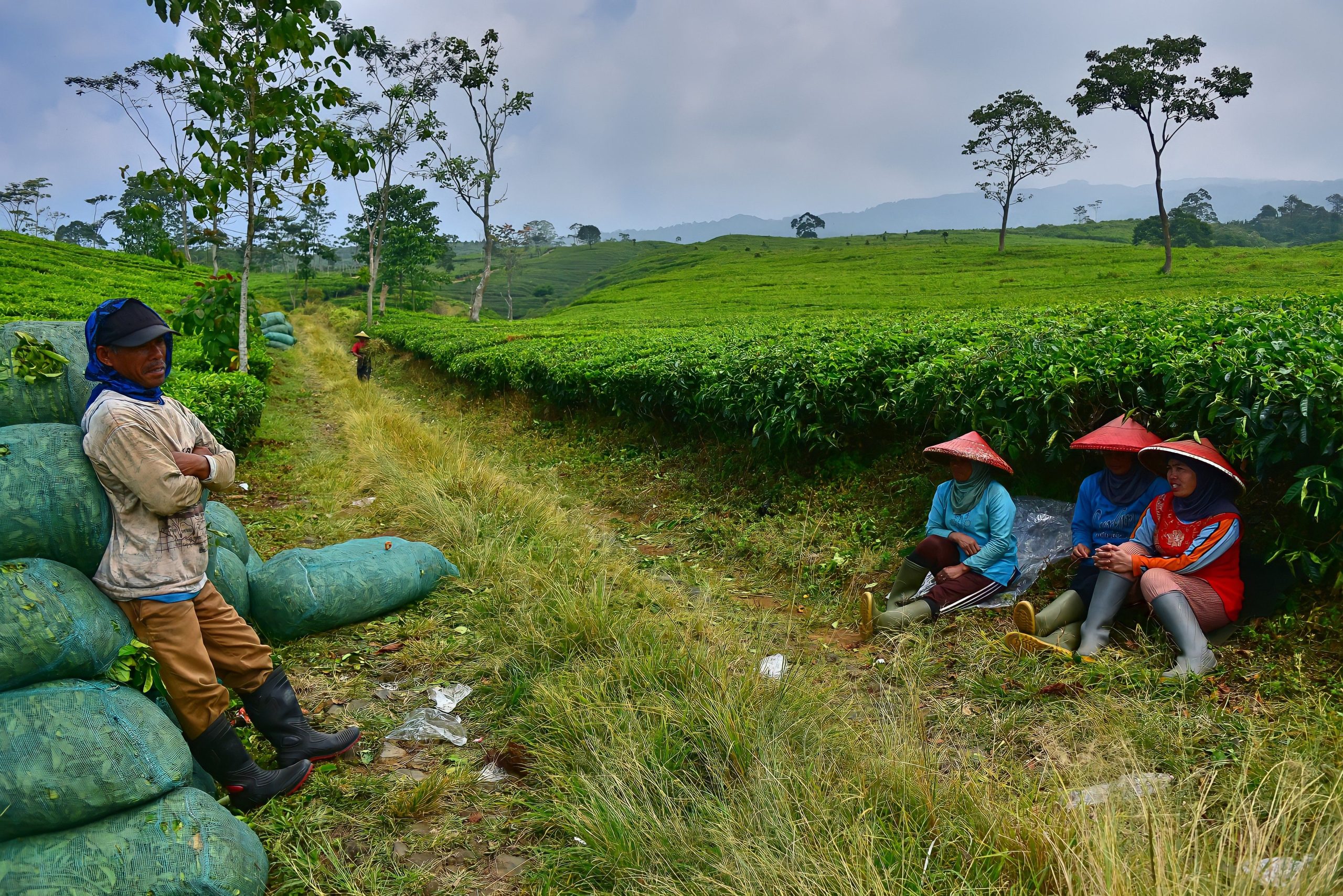 Group of farmers resting in a picturesque tea plantation scenery, surrounded by verdant fields.
